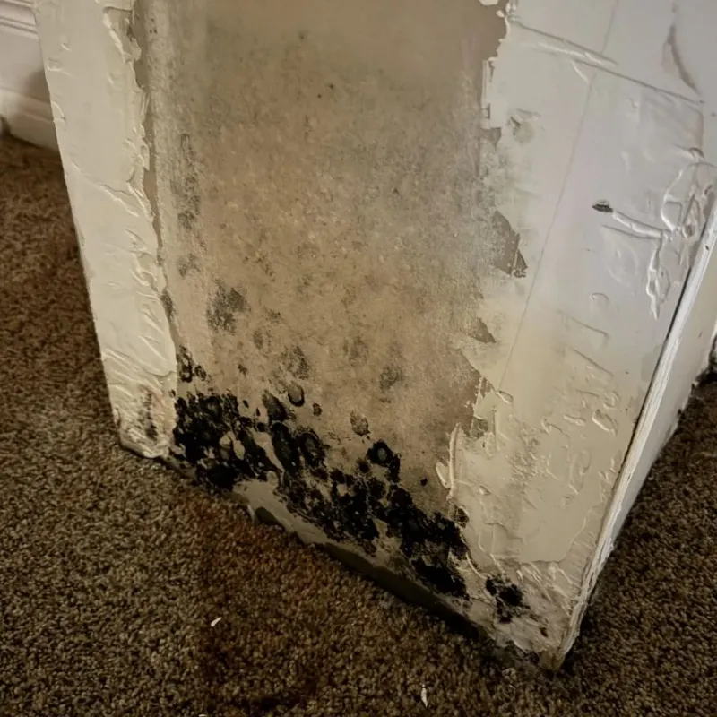 Professional Mold Removal in Burns, TN